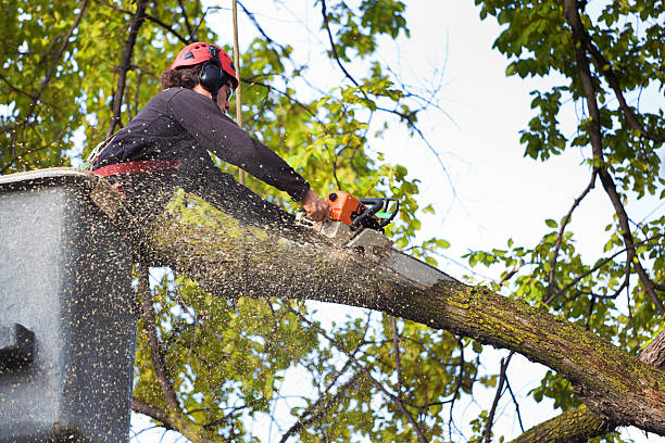 Best Tree Risk Assessment  in Cedar Ridge, CA